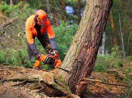 Why Choose Our Tree Removal Services in Proctor, VT?